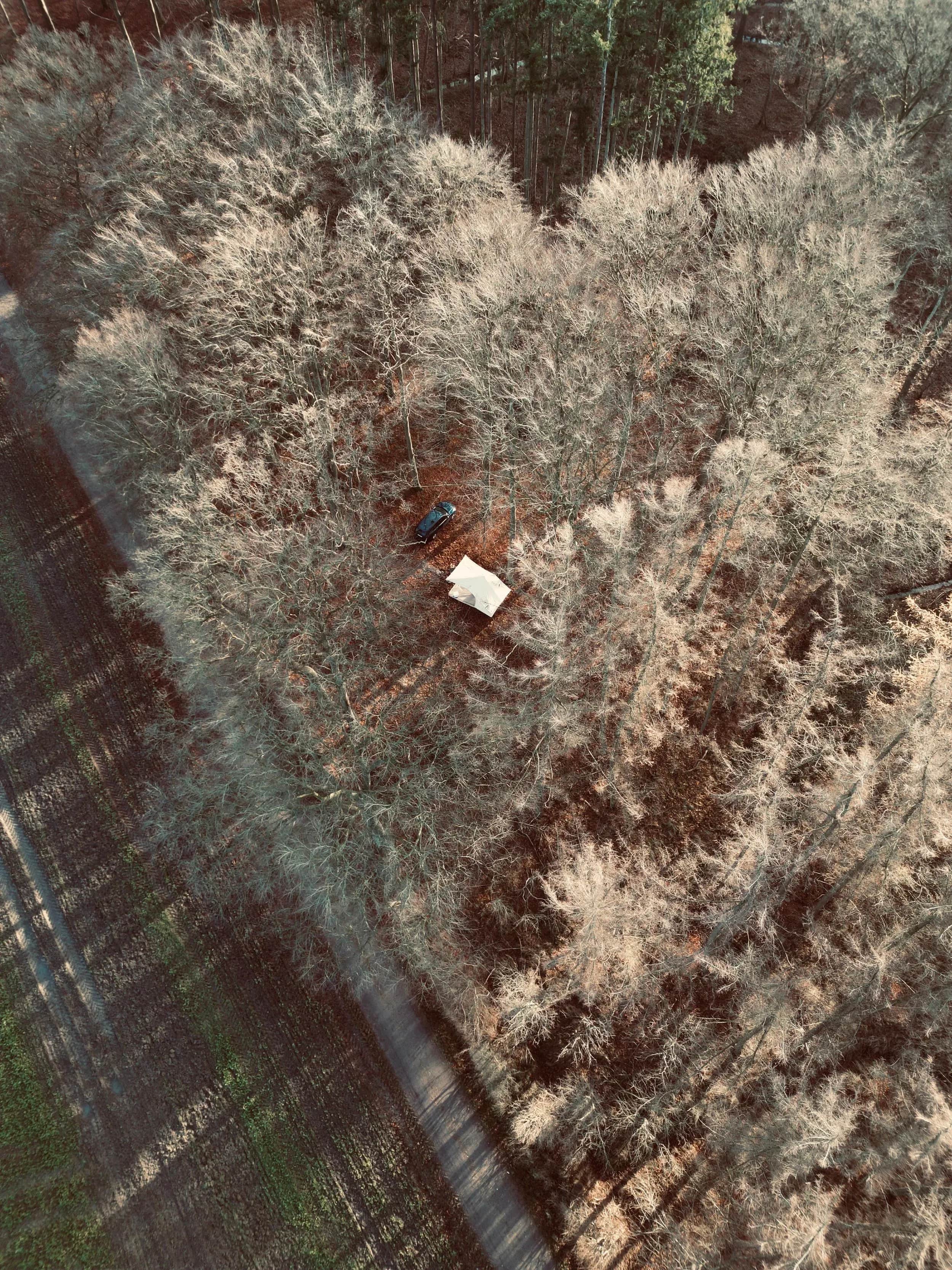 Luchtfoto van een auto en een tent in een licht berkenbos.