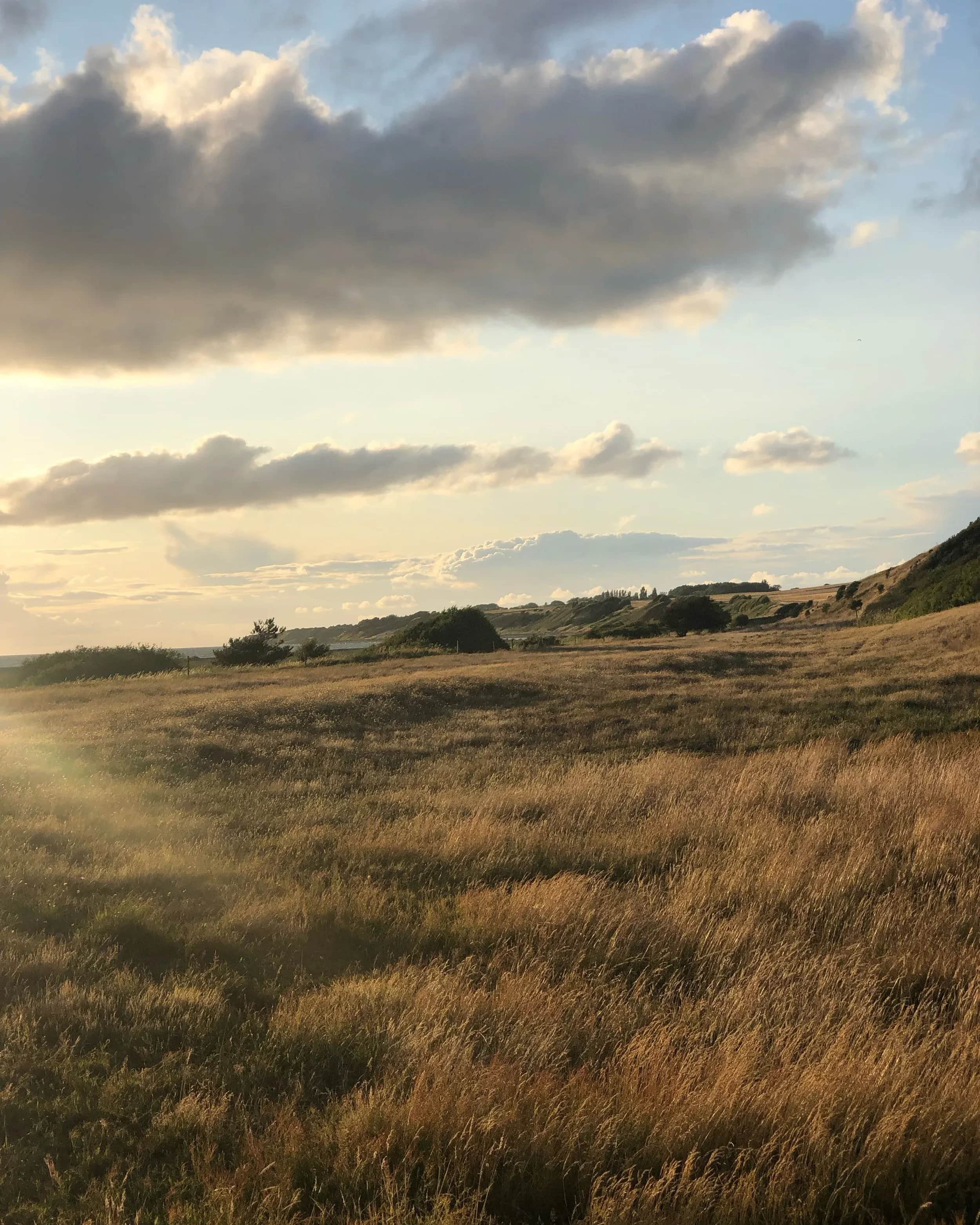 Sonne über einer nebligen Wiese mit hohem Gras.
